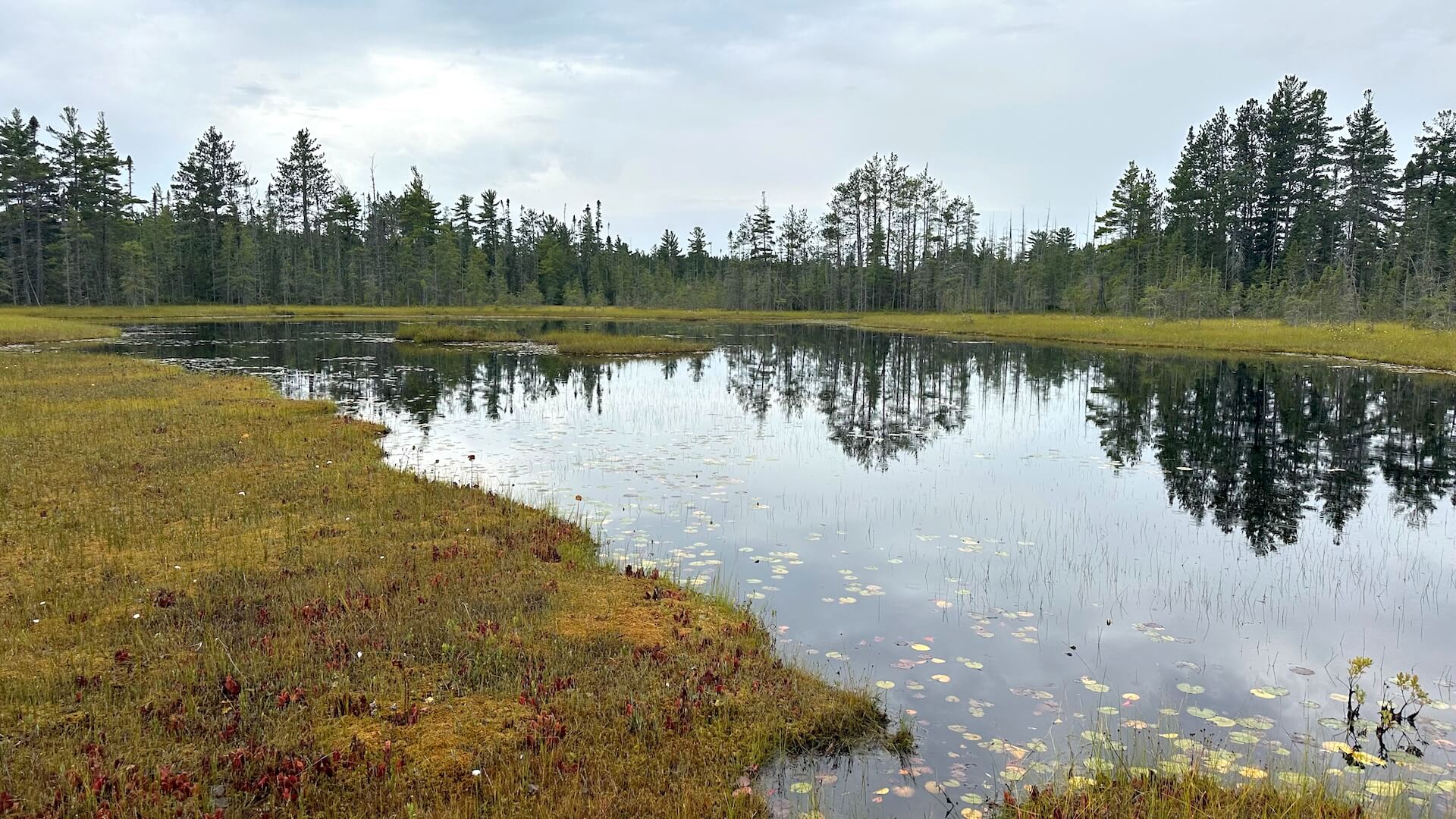 Michigan Wetland and Stream Stewards
